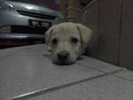 3 Cream Puppies From Dbkl Pound - Labrador Retriever Mix Dog