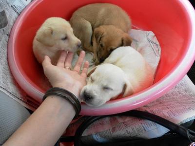3 Cream Puppies From Dbkl Pound - Labrador Retriever Mix Dog