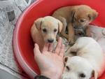 3 Cream Puppies From Dbkl Pound - Labrador Retriever Mix Dog