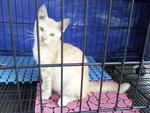 Kuning - Domestic Short Hair Cat
