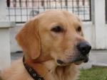 Ghodrat - Golden Retriever Dog