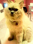Prada - Birman Cat