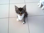 Button - Domestic Medium Hair Cat