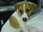 Miko - Jack Russell Terrier Dog