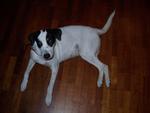 Clowy - Jack Russell Terrier + Dalmatian Dog