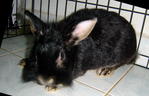 Kitty - Jersey Wooly Rabbit