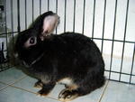 Kitty - Jersey Wooly Rabbit