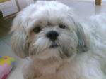 Boy Boy - Shih Tzu Dog