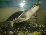 Torpedo - Turtle Reptile