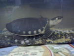 Torpedo - Turtle Reptile