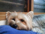 Toby - Silky Terrier Dog