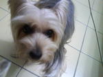 Toby - Silky Terrier Dog