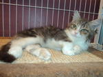 Sold - Maine Coon Cat