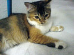 Mj - Persian + Domestic Long Hair Cat