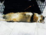 Mj - Persian + Domestic Long Hair Cat