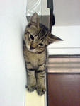 Tabby - Domestic Short Hair Cat