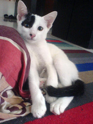Jack A.k.a Eye-patch - Domestic Short Hair Cat