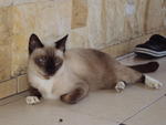 Mas Anggun - Domestic Short Hair Cat