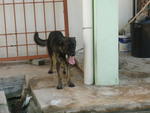 Jef - German Shepherd Dog + Belgian Shepherd Malinois Dog