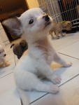 White Grey Chihuahua Puppy - Chihuahua Dog