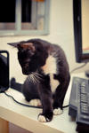 Neng - Domestic Short Hair + Tuxedo Cat