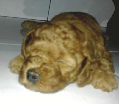 Home Bred Red Toy Poodle - Poodle Dog