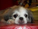 Chico (Owner's Pet) - Pekingese Dog