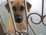 Hello, I am Belle. Would love to have a loving home. =)