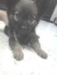 when she was a puppy