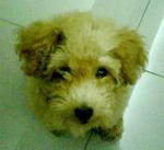 Momo - Poodle Dog