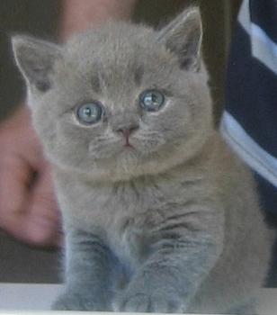 Pika - British Shorthair Cat