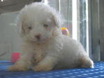 White Toy Poodle (Die) - Poodle Dog