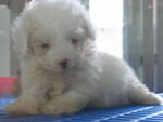 White Toy Poodle (Die) - Poodle Dog