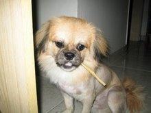 Kobe - Shih Tzu + Pekingese Dog