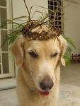 Cha Cha - Golden Retriever Dog
