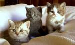 Kitty,jean And Jeon - British Shorthair Cat