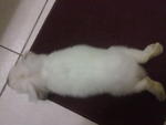 Satang - Mini-Lop Rabbit
