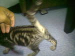 Kecik - American Shorthair + Domestic Short Hair Cat
