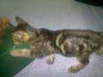 Kecik - American Shorthair + Domestic Short Hair Cat