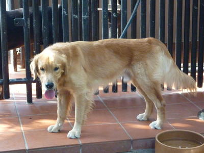 Abby Boy  - Golden Retriever Dog