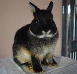 B.berry's Duke - Netherland Dwarf Rabbit