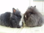 Boom Boom And Lik Lik - Netherland Dwarf + Jersey Wooly Rabbit