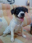 Snow White &amp; Fluffy (Puppies) - Mixed Breed Dog