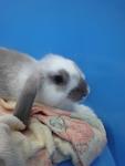 Bobby - American Fuzzy Lop Rabbit