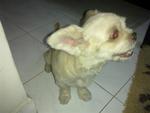 Found - Kelana Jaya - Shih Tzu + West Highland White Terrier Westie Dog