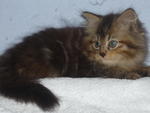Velvet - Domestic Long Hair Cat