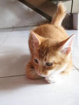 Oren - Domestic Short Hair Cat