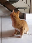 Oren - Domestic Short Hair Cat