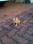 Flip - Oriental Short Hair Cat