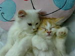 Snow White &amp; Peter - Domestic Long Hair + Calico Cat